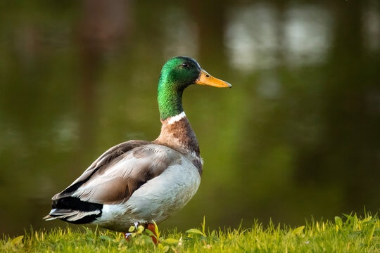 Portrait of male mallard duck