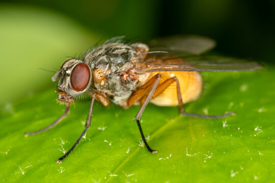 Phaonia rufiventris, a small fly on a leaf.  Ultra macro side view, showing compound eye detail.