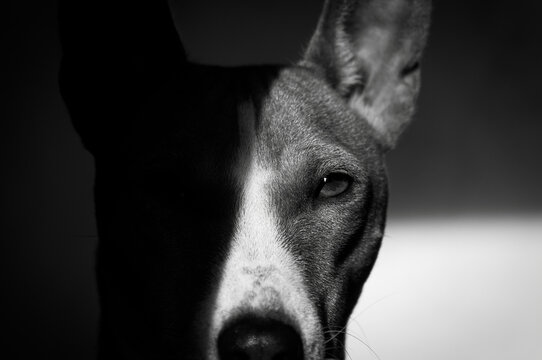 Le regard du basenji