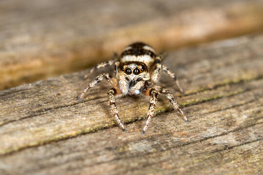A juvenile Zebra jumping spider (Salticus scenicus). Extreme close up showing huge binocular eyes.