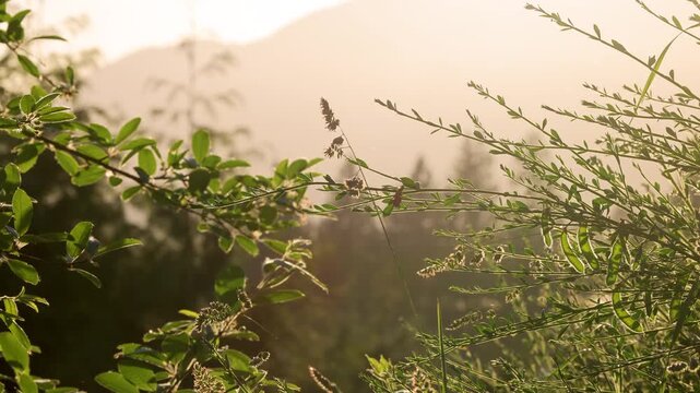 grass in the wind at golden hour with birds singing and insects buzzing around