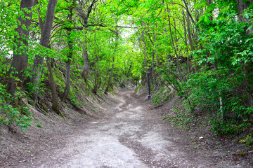 Fototapeta premium The gorge of St. Jacek Odrowąż in Sandomierz leading to the Dominican Church of St. James with Large Tree Roots, Poland