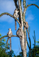 Fototapeta premium Ring tailed Lemur
