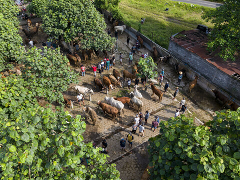 Aerial view of Animal Market Prambanan with cattle and people gathered under green trees in Kecamatan Prambanan, Jawa Tengah, Indonesia.