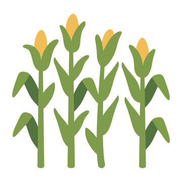 Corn field patch with ripe yellow sweetcorn plants agriculture harvest flat vector illustration