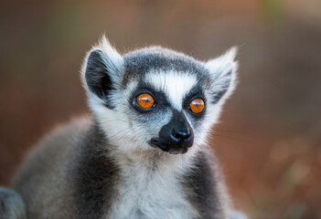 Fototapeta premium Ring tailed Lemur