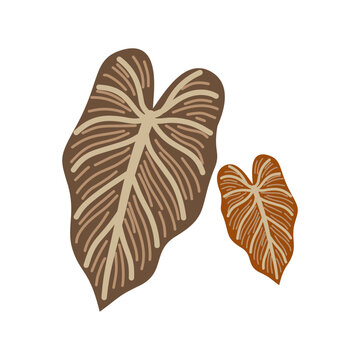 Two dark brown caladium taro leaves tropical foliage plant element flat vector illustration