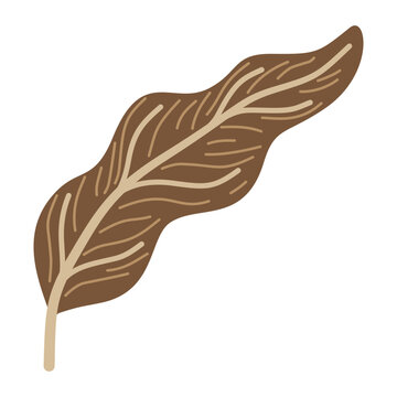 Curved dry brown caladium leaf detailed texture tropical plant element flat vector illustration