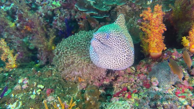 Large spotted Leopard or Honeycomb moray eel, gymnothorax javanicus, underwater at the bottom of the sea. A close-up of moray eel hiding in corals on rocky seabed in tropical sea by hard coral reef.