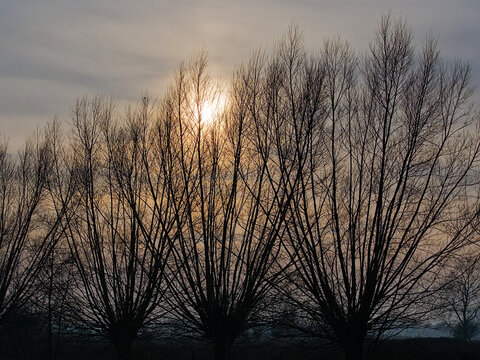 low winter sun shining thorugh a veil of clouds behind the branches of bare pollard willow trees