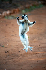 Fototapeta premium Verreaux’s Sifaka Lemurs