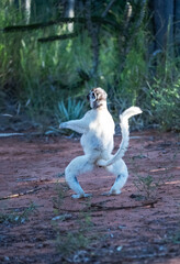 Fototapeta premium Verreaux’s Sifaka Lemurs