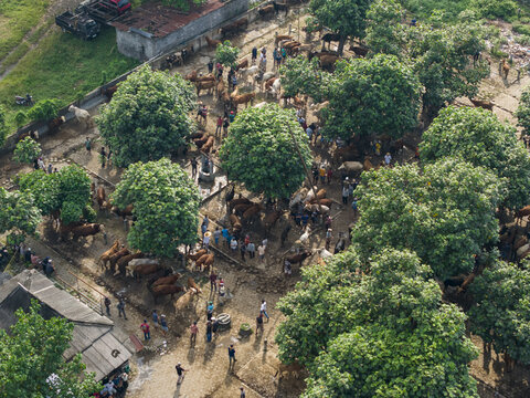Aerial view of Animal Market Prambanan with cattle and people under the shade of trees in Kecamatan Prambanan, Jawa Tengah, Indonesia.
