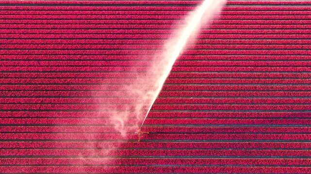 Agricultural irrigation pivot gun spraying water on a field of tulips during springtime aerial footage.