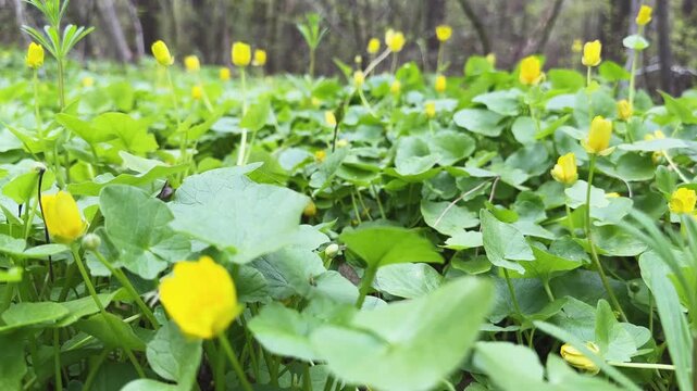 Blooming lesser celandine in forest, bottom view in overcast day