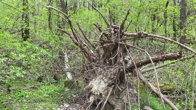 Roots of uprooted fallen tree on ravine slopes in forest