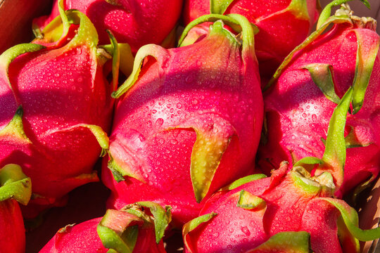 Fresh Dragon Fruits Background Full Frame Top View