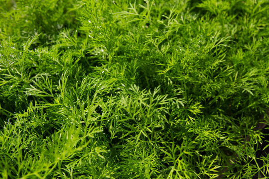 Fresh Young Dill with Dew Drops Close Up