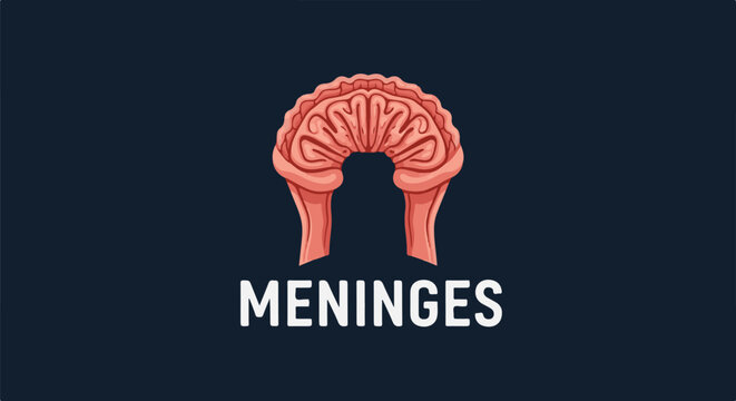 Stylized pink brain membranes or dura mater depicted above text