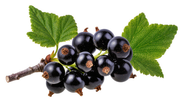 Fresh blackcurrant berries with green leaves, isolated on transparent background