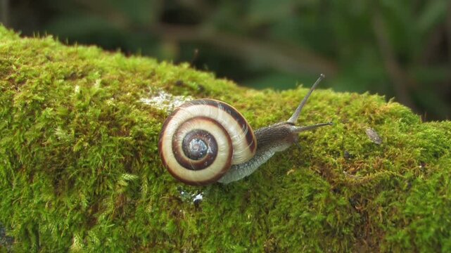 苔生した木を往くマイマイ