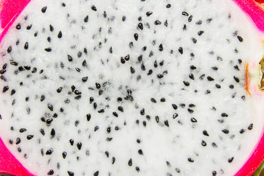 Dragon Fruit Flesh Close Up Texture with Seeds Macro Background