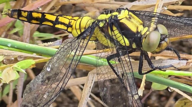 

Macro shot of a yellow dragonfly drying its wet wings with raindrops after rain #003
비가 온 후 날개에 맺힌 빗방울을 말리며 풀잎에 앉아 있는 밀잠자리 #003
