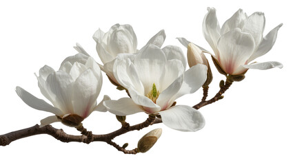 Delicate white magnolia flowers and buds on a branch, isolated on transparent background © Andrej