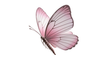 Delicate pink butterfly with dark veins, isolated on transparent background © Andrej