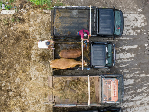 Aerial view of Animal Market Prambanan with cows in the back of a truck and men working on a paved ground in Kecamatan Prambanan, Jawa Tengah, Indonesia.