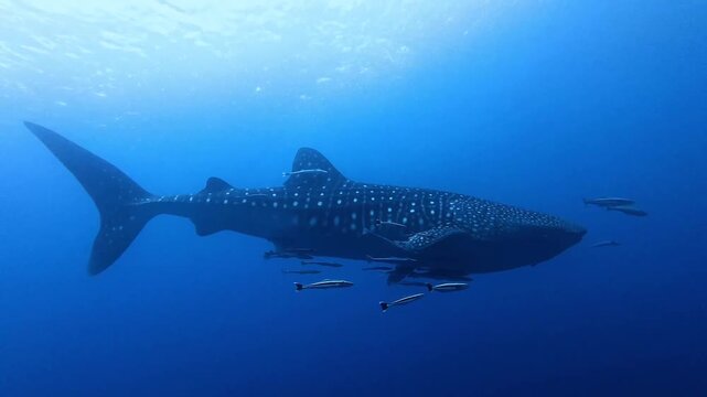 Whale Shark Swimming Through Open Blue Ocean
