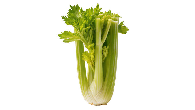 Fresh green celery stalks with leafy tops, isolated on transparent background