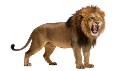 Majestic male lion with full mane roaring aggressively, isolated on transparent background © Andrej