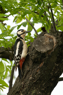 Great Spotted Woodpecker female on tree trunk, V&iacute;tkov park, Prague, Czech Republic