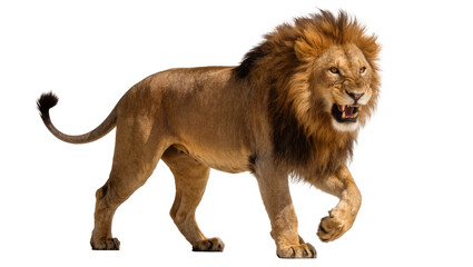 Majestic male lion with full mane roaring, isolated on transparent background © Andrej
