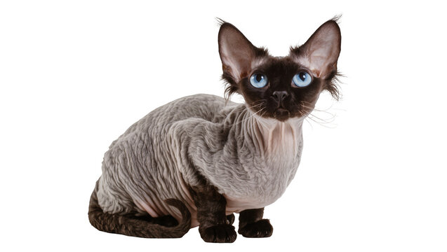Devon Rex cat with blue eyes and curly fur, isolated on transparent background