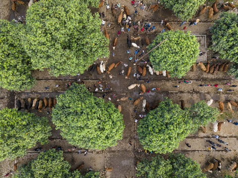 Aerial view of cattle and people gathered under lush green trees on the stone paved grounds of the Animal Market Prambanan in Kecamatan Prambanan, Jawa Tengah, Indonesia.