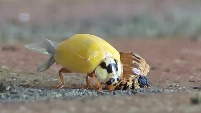 

Macro shot of a newly emerged yellow ladybug drying its body and wings next to its pupa case #001
번데기에서 막 우화하여 노란 몸과 날개를 말리고 있는 무당벌레의 생태 #001
 