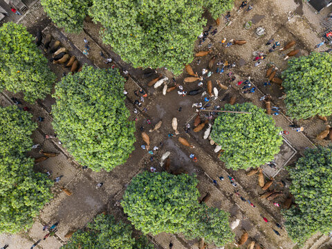 Aerial view of the Animal Market Prambanan with cattle and people gathered under lush green trees in Kecamatan Prambanan, Jawa Tengah, Indonesia.