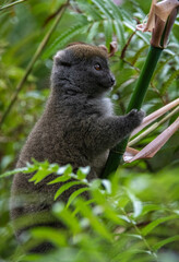 Fototapeta premium Bamboo Lemur