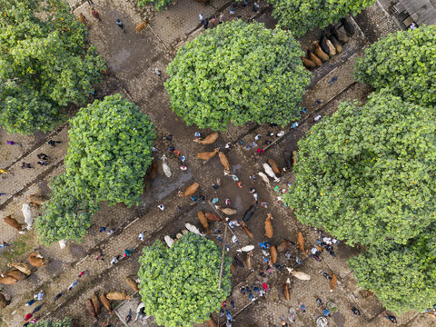 Aerial view of the Animal Market Prambanan with cattle and people gathered under large green trees in Kecamatan Prambanan, Jawa Tengah, Indonesia.