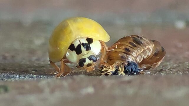 


Macro shot of a newly emerged yellow ladybug drying its body and wings next to its pupa case #002
번데기에서 막 우화하여 노란 몸과 날개를 말리고 있는 무당벌레의 생태 #002

