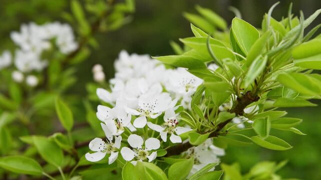 White blossom cluster of prunus spinosa with fresh green leaves in natural outdoor setting