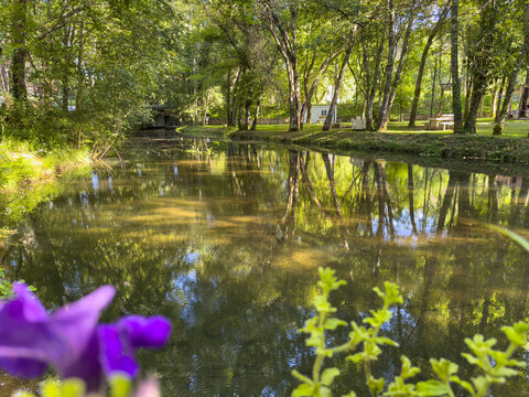 Serene river flowing through a lush park with tall trees reflecting in the calm water, captured on a bright sunny day with a vibrant purple flower in the foreground.