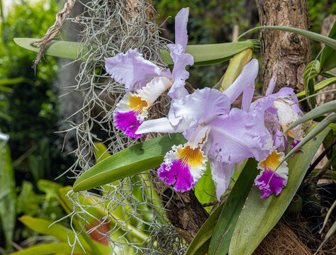 Orquidea