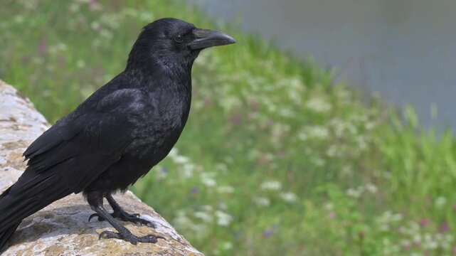 Carrion Crow (Corvus corone) on a stone wall, looking around before flying away. May, Kent, UK [Slow motion x5]