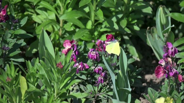 Brimstone butterfly (Gonepteryx rhamni) male flying in slow motion between flowers. April, London, UK [Slow motion x10]