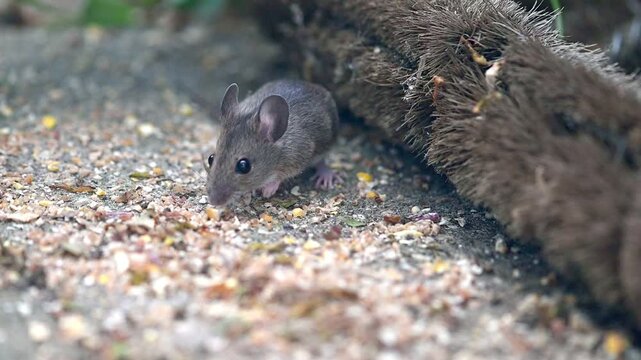 Wood Mouse (Apodemus sylvaticus) eating bird seed on a garden patio. Kent, UK [Slow motion]
