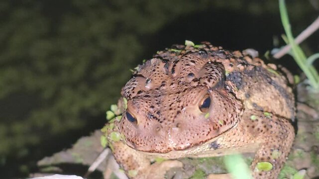 

Close-up of an Asian toad staring at insects attracted to camera light at night
야간에 카메라 불빛에 모여든 곤충들을 노려보며 사냥을 준비하는 두꺼비
