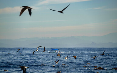 Flock of seabirds flying over Pacific Ocean at sunrise in Manzanillo Colima Mexico © Daniel Villa
